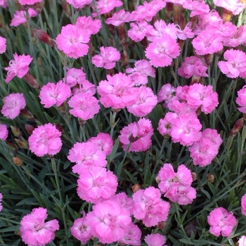 Dianthus gratianapolitanus (Cheddar Pinks) - Dianthus 'Tiny Rubies'