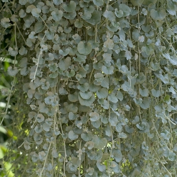 Dichondra argentea - Dichondra 'Silver Falls'