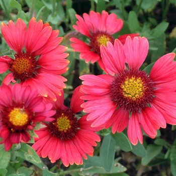 Gaillardia x grandiflora - Blanket Flower 'Burgundy' Gaillardia x grandiflora - Blanket Flower 'Burgundy'