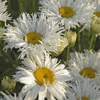 Leucanthemum x superbum - Shasta Daisy 'Crazy Daisy' 
