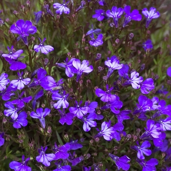 Lobelia erinus - Lobelia 'Multiple Varieties'