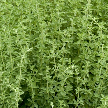 Origanum majorana - Marjoram 'Sweet'