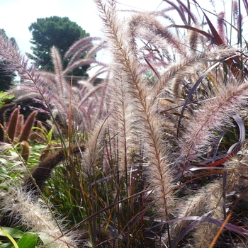Pennisetum setaceum 'Rubrum' ' Rubrum Purple Fountain Grass' - Graceful Grasses™
