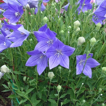 Platycodon grandiflorus - Balloon Flower 'Florist Blue'