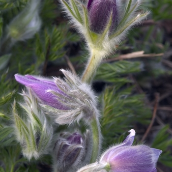Pulsatilla vulgaris - Pasque Flower 'Multiple Varieties'