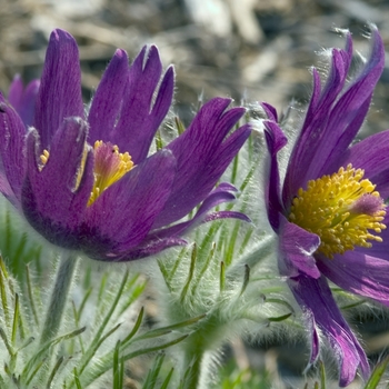 Pulsatilla vulgaris - Pasque Flower 'Multiple Varieties'