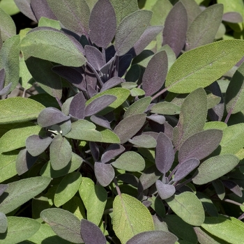 Salvia officinalis - Sage 'Purple'