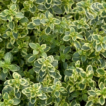Thymus citriodorus - Thyme 'Golden Lemon'