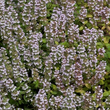 Thymus vulgaris - Thyme 'English' 