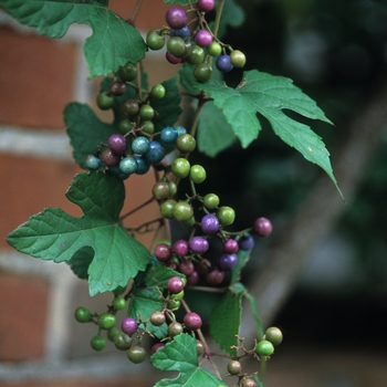 Ampelopsis brevipedunculata - Porcelain Vine 'Elegans'