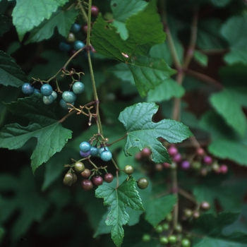 Ampelopsis brevipedunculata 'Elegans' - Varigated Porcelain Vine