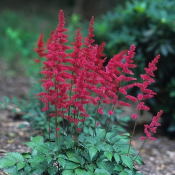Astilbe x arendsii - Astilbe 'Fanal' 