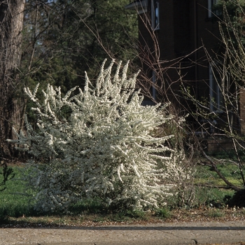 Spiraea prunifolia - Spiraea 'Bridal Wreath'