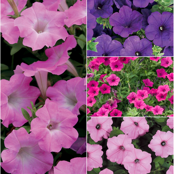 Petunia hybrid - Supertunia® Multiple Varieties