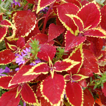 Coleus - Coleus Raspberry Tart'