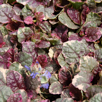 Ajuga reptans - Bugleweed 'Burgundy Glow'