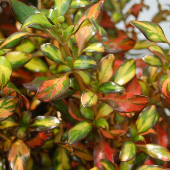 Coprosma (Mirror Plant) - Coprosma 'Evening Glow' 