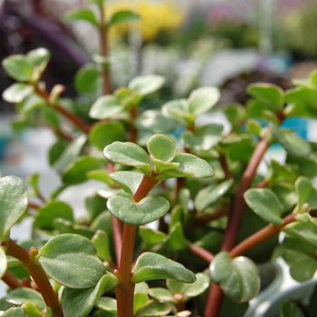 CRASSULA ovata 'Variegata' - 