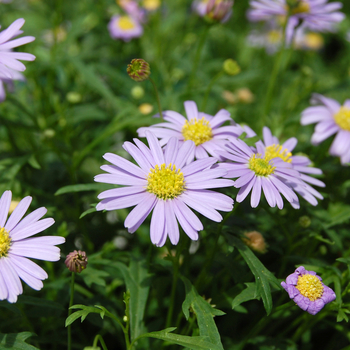 Brachyscome iberidifolia 'Outback Plants™ Mauve Delight' - Swan River Daisy
