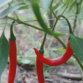 Hot Pepper - Pepper 'Cayenne'