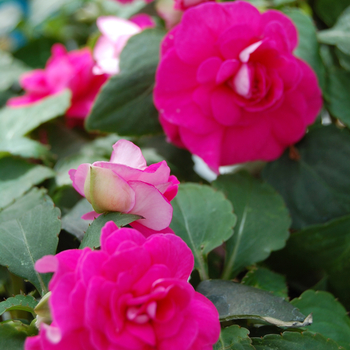 Impatiens walleriana - Impatiens 'Double Mix'