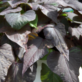 Ipomoea batatas - Sweet Potato Vine 'Ace of Spades'