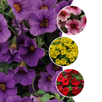 Cabaret®Series - Calibrachoa - Million Bells