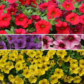 Calibrachoa (Million Bells) - Calibrachoa 'Cabaret Series'