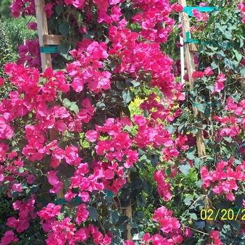 Bougainvillea spp - Bougainvillea