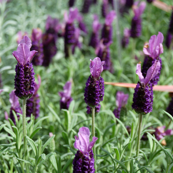 Lavandula stoechas 'Anouk' - French or Butterfly Lavender