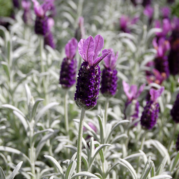 Lavandula stoechas 'Silver Anouk' - Butterfly Lavender