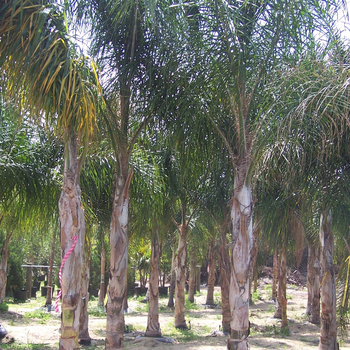 Arecastrum romanzoffianum - Areca Palm
