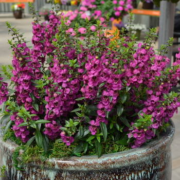 Angelonia angustifolia 'Archangel Raspberry' - Summer Snapdragon
