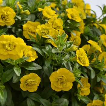 Calibrachoa (Million Bells) - Calibrachoa 'MiniFamous Double Yellow'