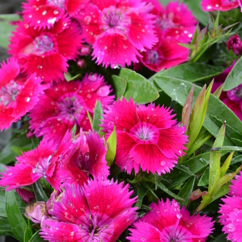 Dianthus hybrid - Dianthus 'Pinks Mix'