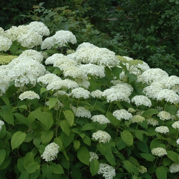 Hydrangea arborescens - Hydrangea 'Annabelle'
