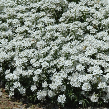 Iberis sempervirens - Candytuft 'Multiple Varieties'