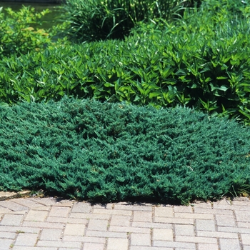 Juniperus horizontalis - Juniper 'Blue Chip'