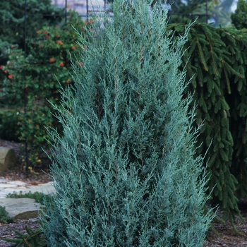 Juniperus scopulorum - Juniper 'Wichita Blue'