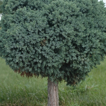Juniperus squamata - Juniper 'Blue Star'