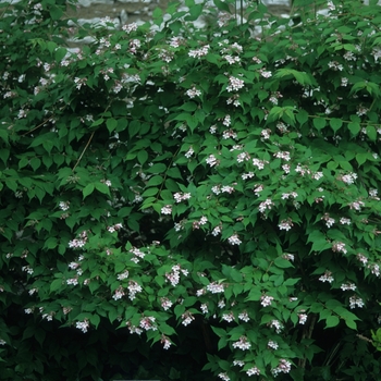 Kolkwitzia amabilis - Beauty Bush 'Jolene Jolene'