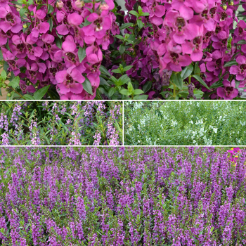 Angelonia angustifolia 'Angelmist Series' (Summer Snapdragon) - Angelonia