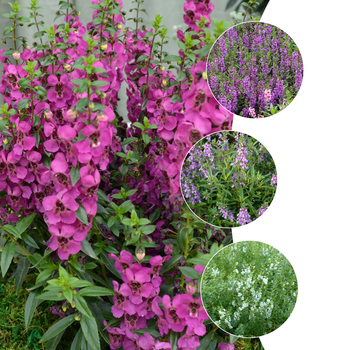 Angelonia angustifolia (Summer Snapdragon) - Angelonia 'Angelmist Series'
