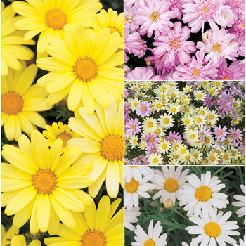 Argyranthemum - Marguerite Daisy 'Multiple Varieties'
