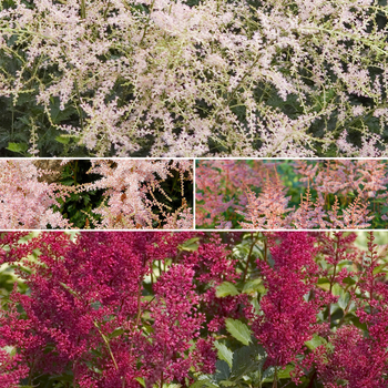 Multiple Varieties - Astilbe