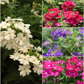 Verbena - Verbena 'Mix'