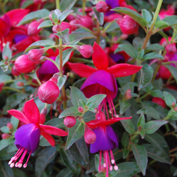 Fuchsia (Upright) - Fuchsia 'Aretes Jollies Nantes'