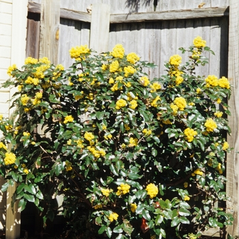 Mahonia aquifolium - Oregon Grape