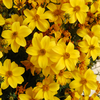 Bidens cernua - Bidens 'Biddy Gonzales Compact'