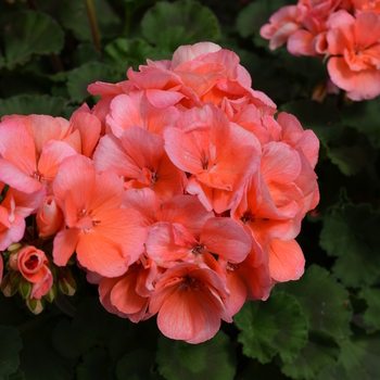 Pelargonium x hortorum (Zonal Geranium) - Geranium 'Fantasia Salmon'